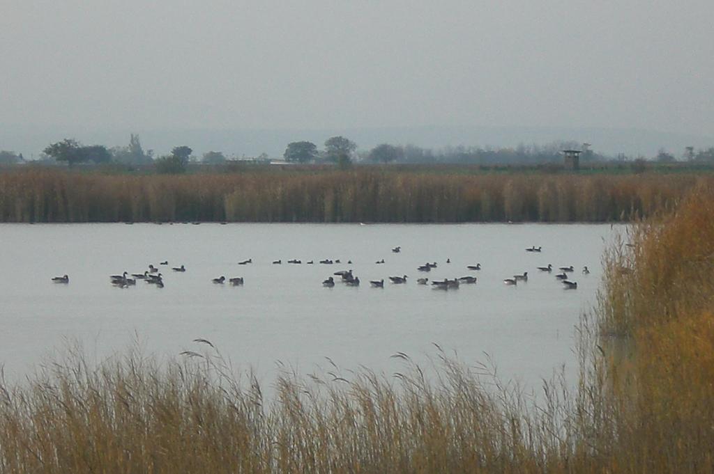 Ferienwohnungen Feldsee إلميتز المظهر الخارجي الصورة