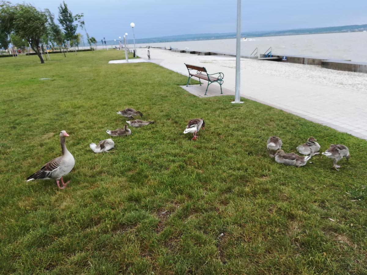 Ferienwohnungen Feldsee إلميتز المظهر الخارجي الصورة